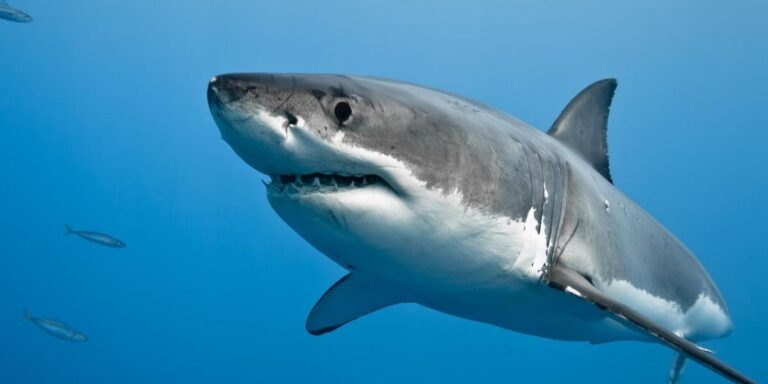 Simon Nellist's Shocking Shark Story